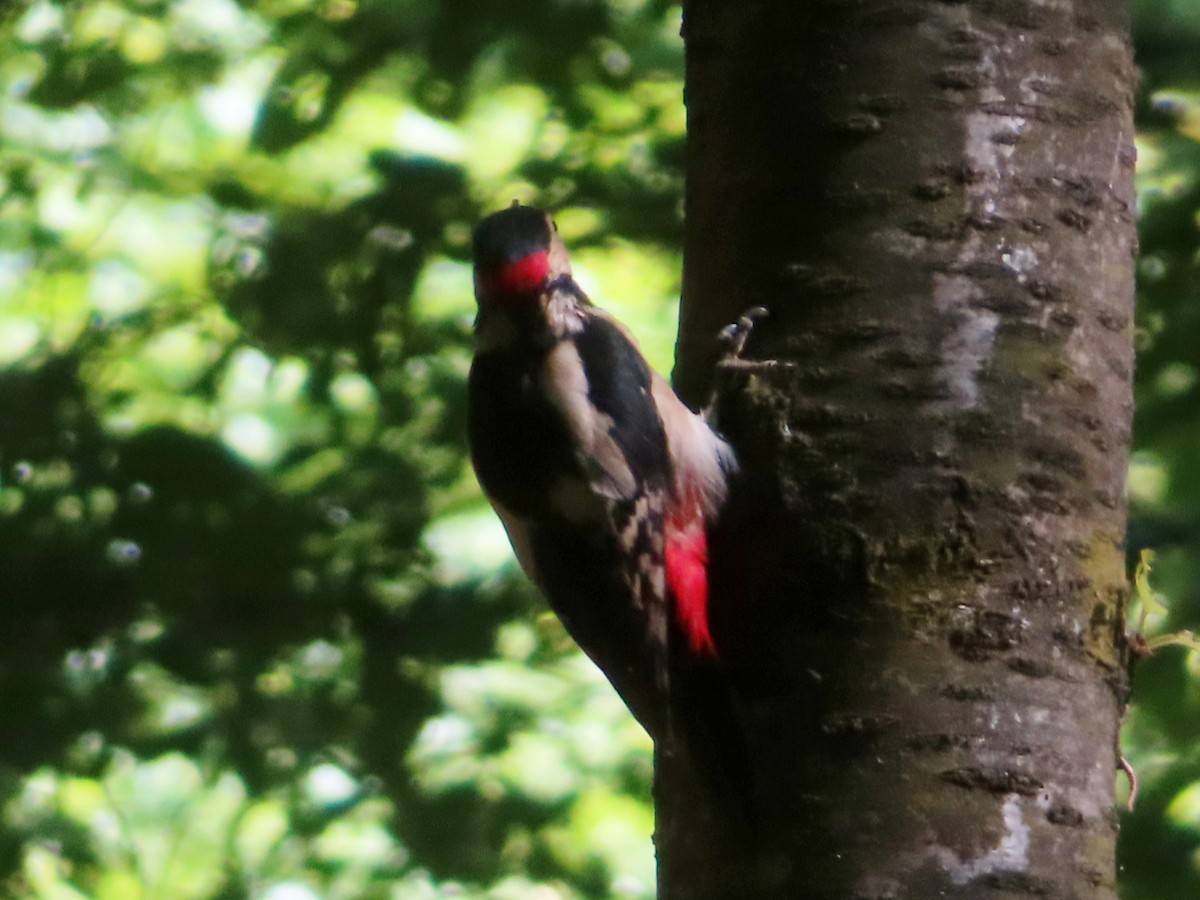 Great Spotted Woodpecker - ML619104870