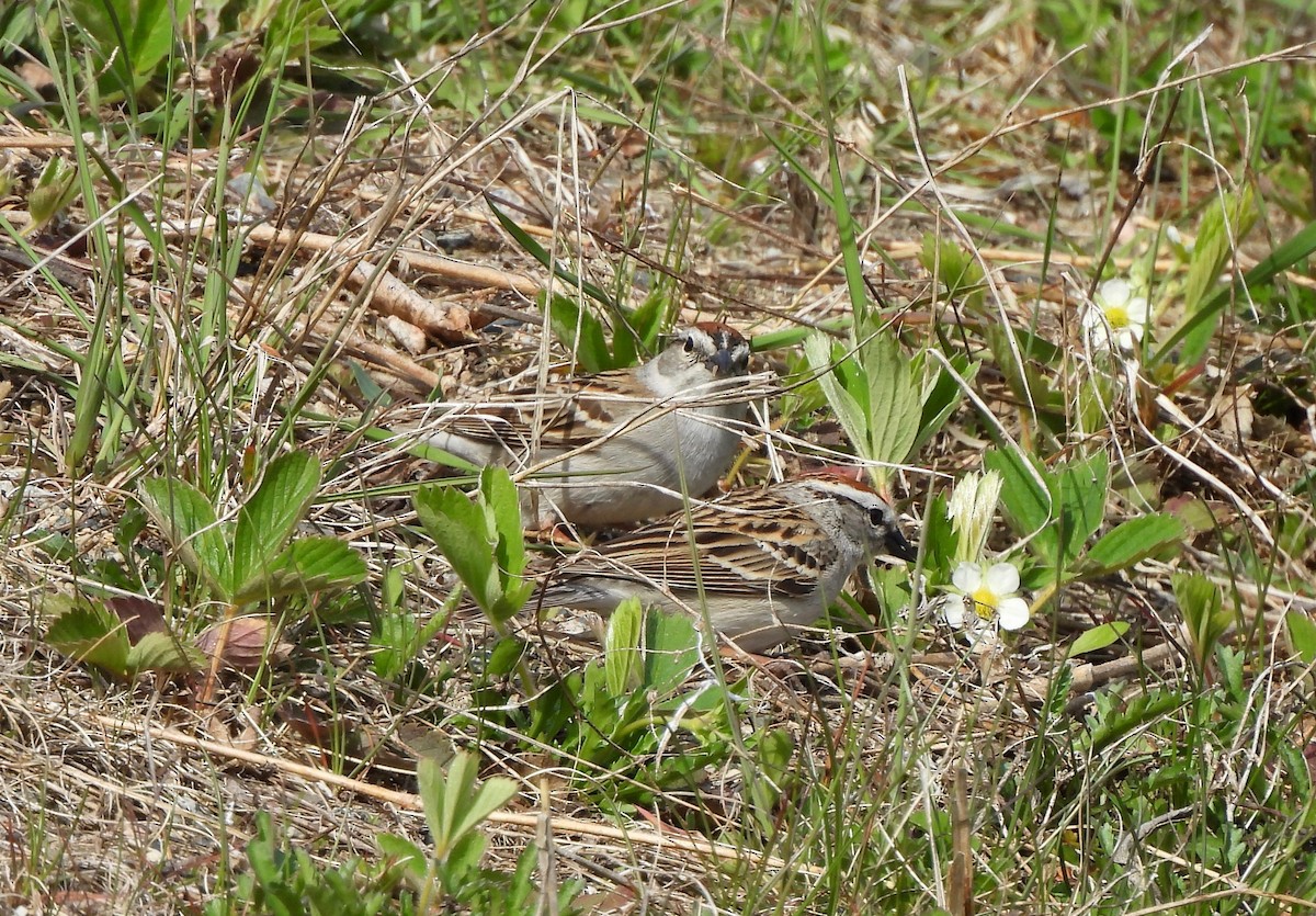 Chipping Sparrow - ML619104873