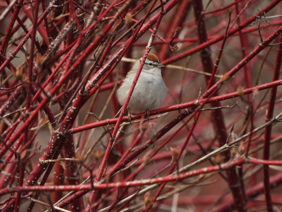 Chipping Sparrow - ML619104874