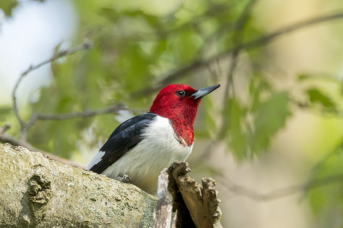 Red-headed Woodpecker - ML619104877