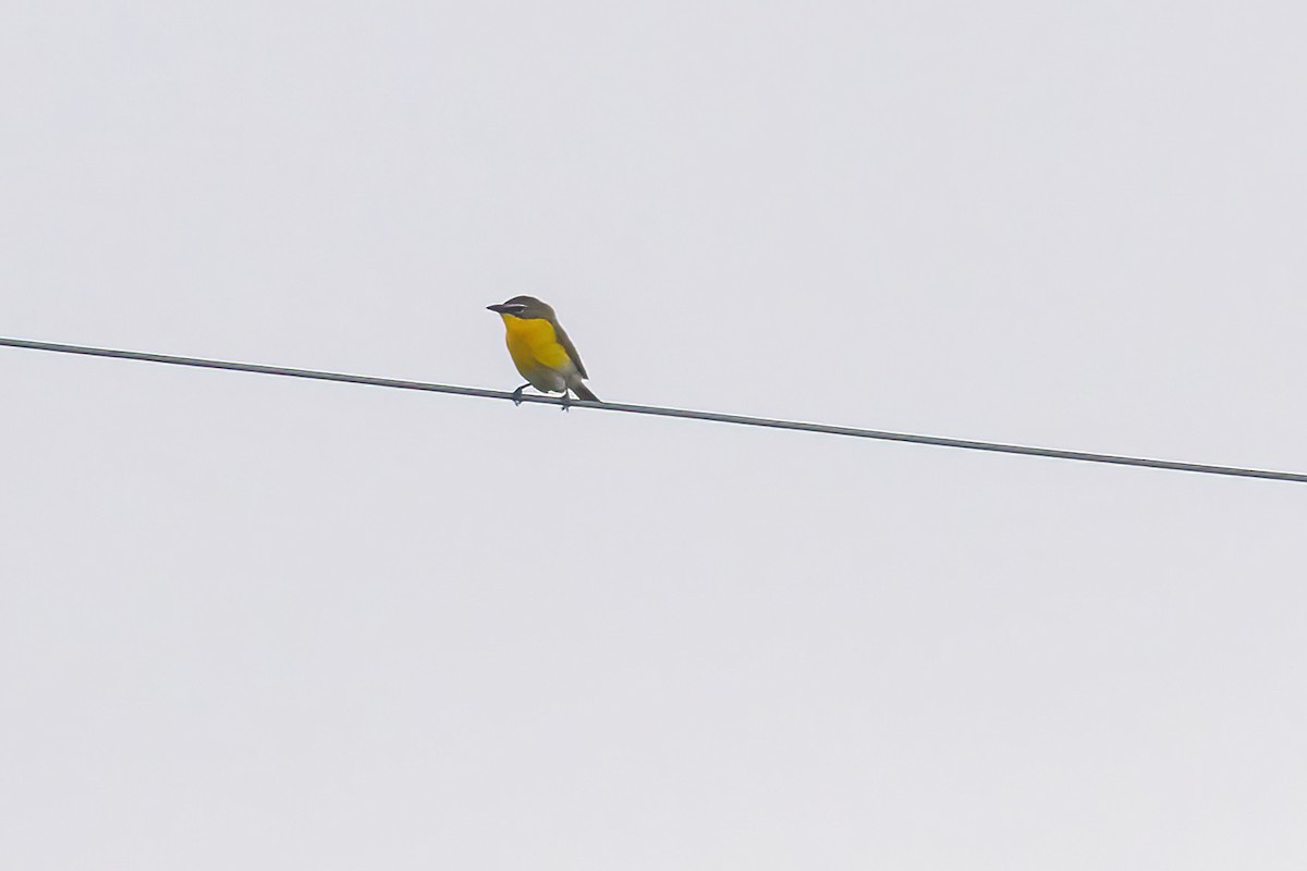 Yellow-breasted Chat - ML619104885