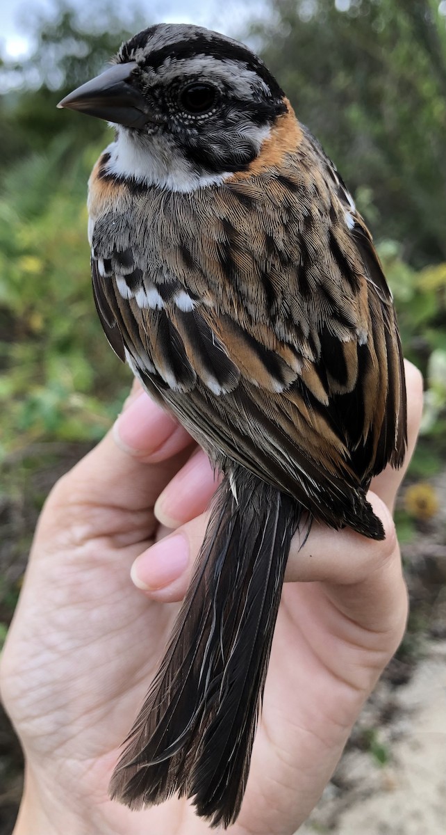 Rufous-collared Sparrow - ML619104890