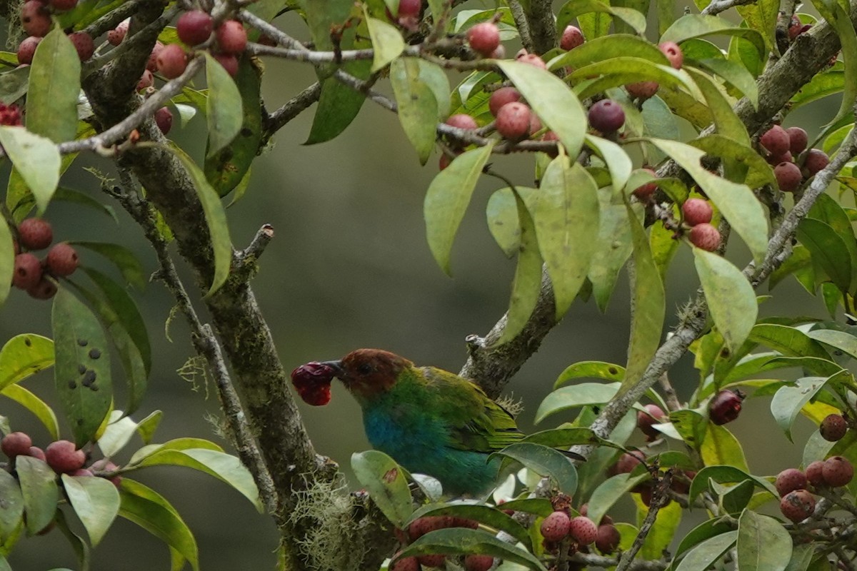 Bay-headed Tanager - ML619104910