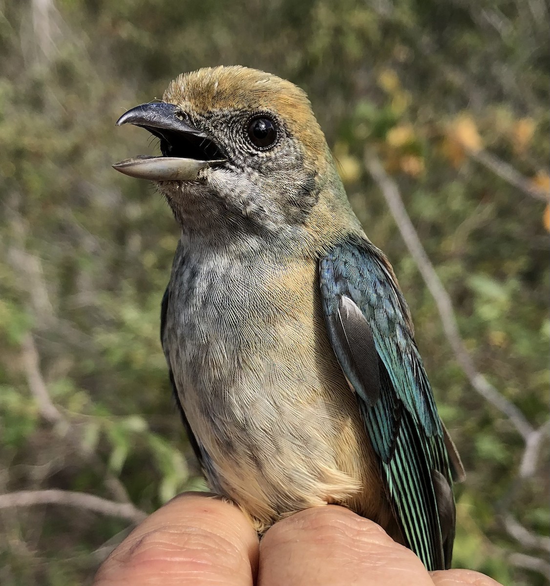 Burnished-buff Tanager - ML619104931