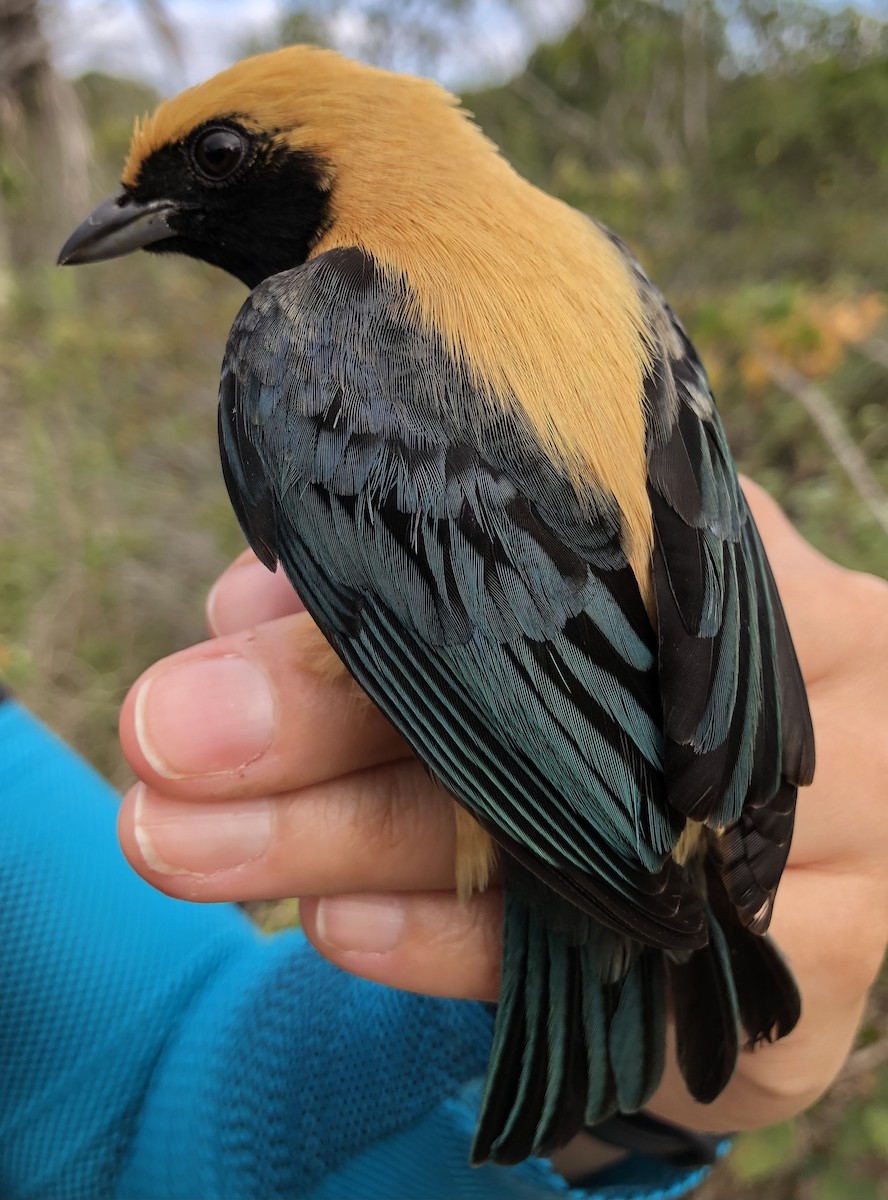 Burnished-buff Tanager - ML619104932