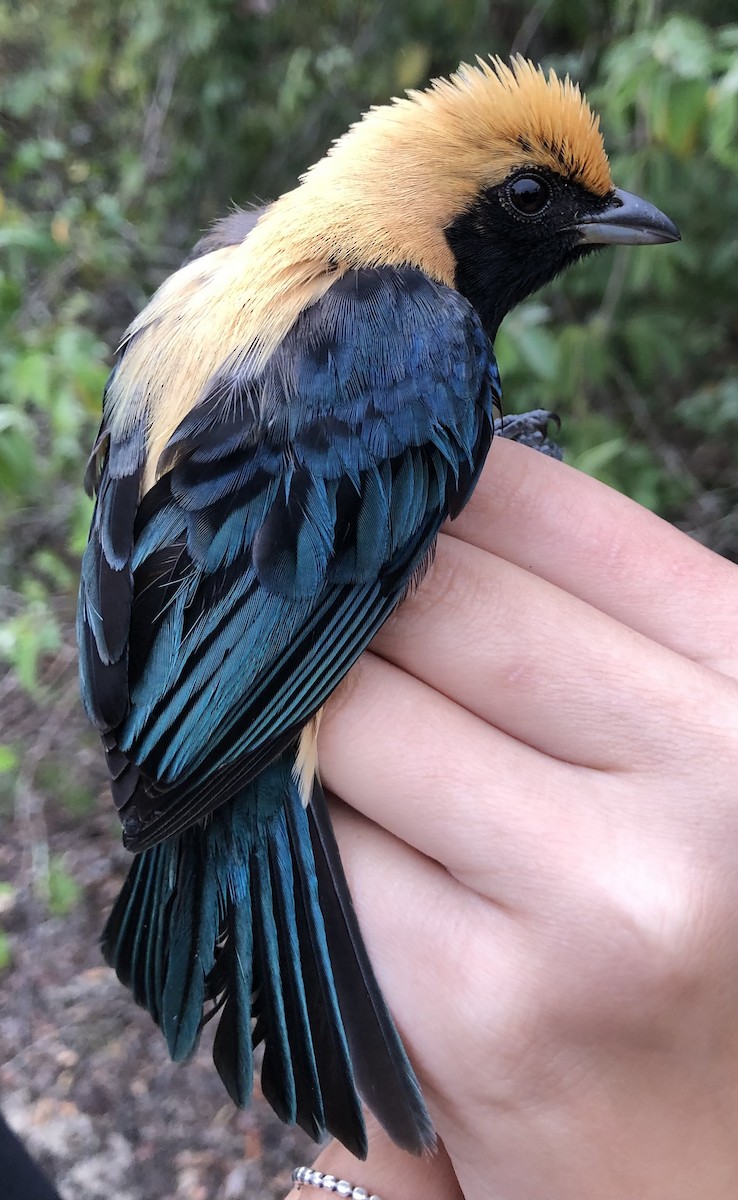 Burnished-buff Tanager - ML619104936