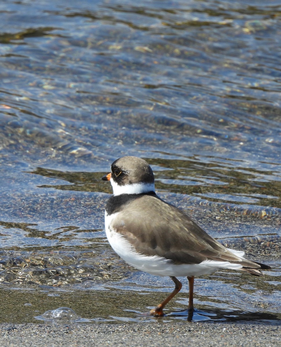 Semipalmated Plover - ML619105021