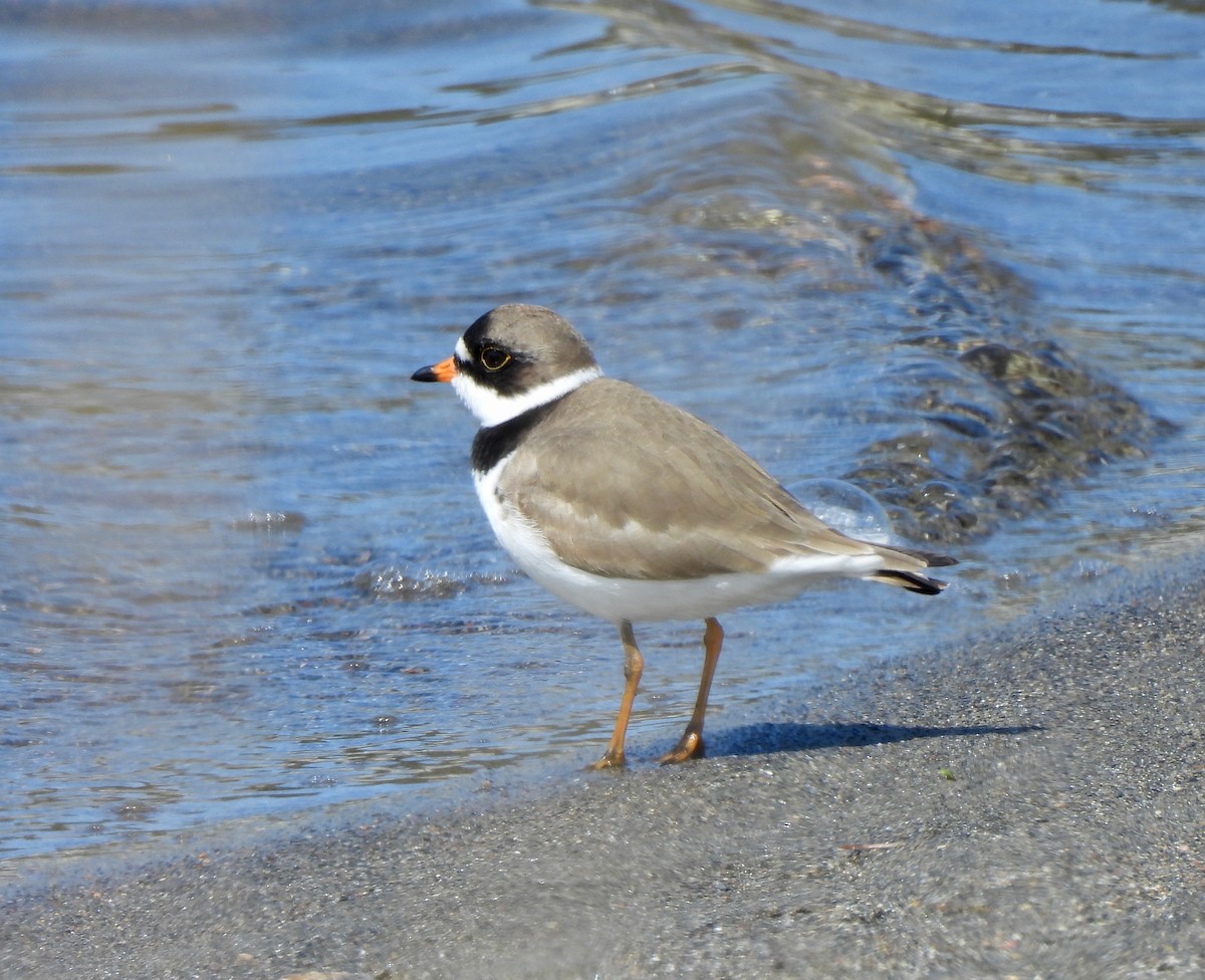 Semipalmated Plover - ML619105022