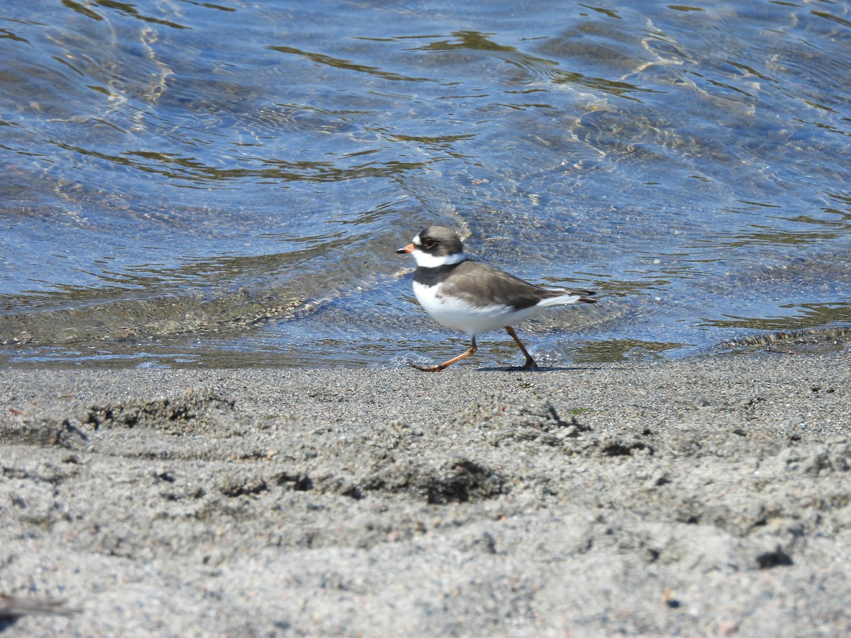 Semipalmated Plover - ML619105023