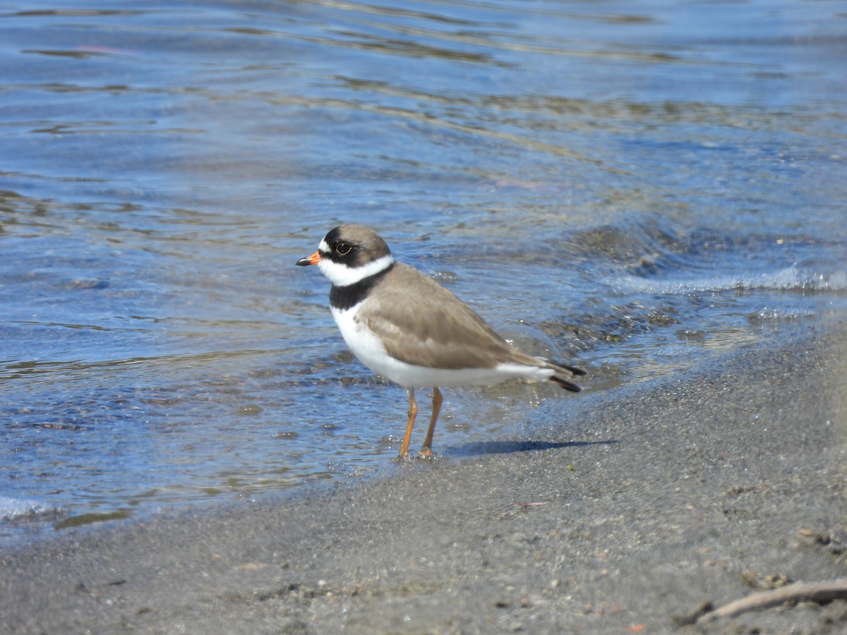 Semipalmated Plover - ML619105024