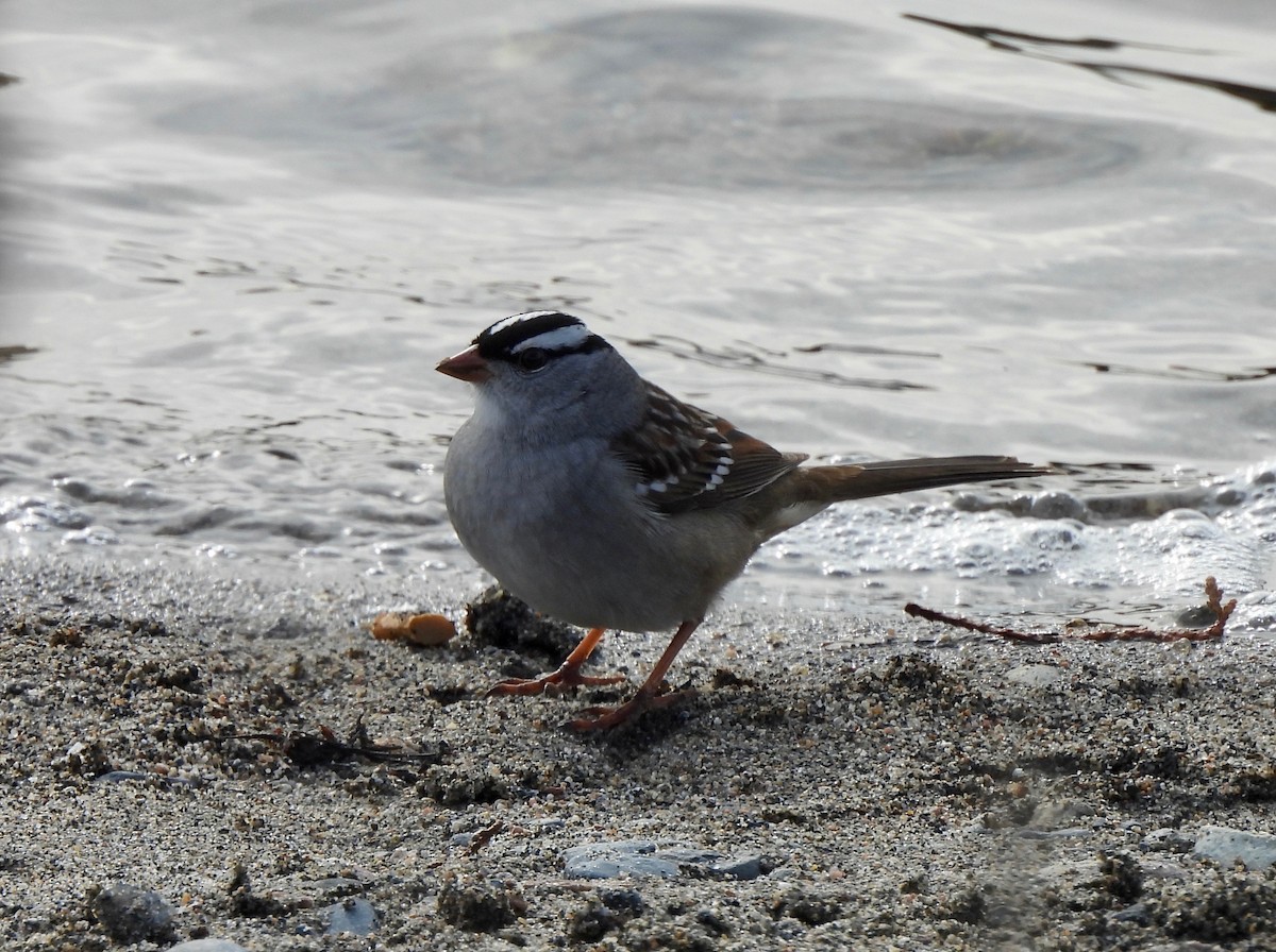 White-crowned Sparrow - ML619105040