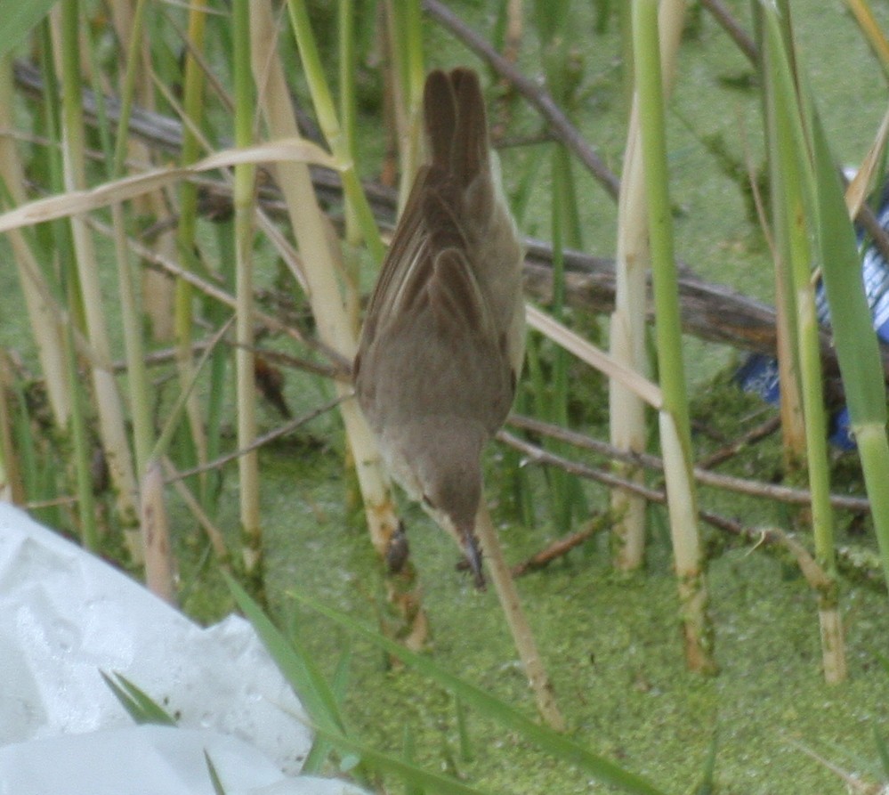 Common Reed Warbler - ML619105098