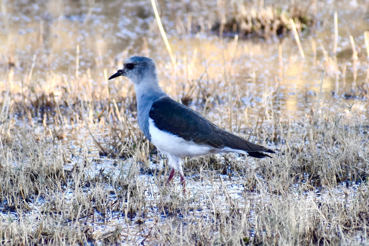 Andean Lapwing - ML619105160