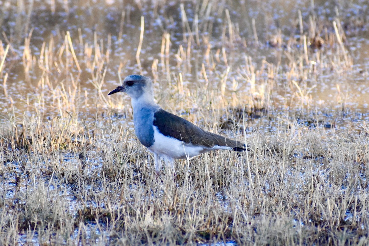 Andean Lapwing - ML619105161