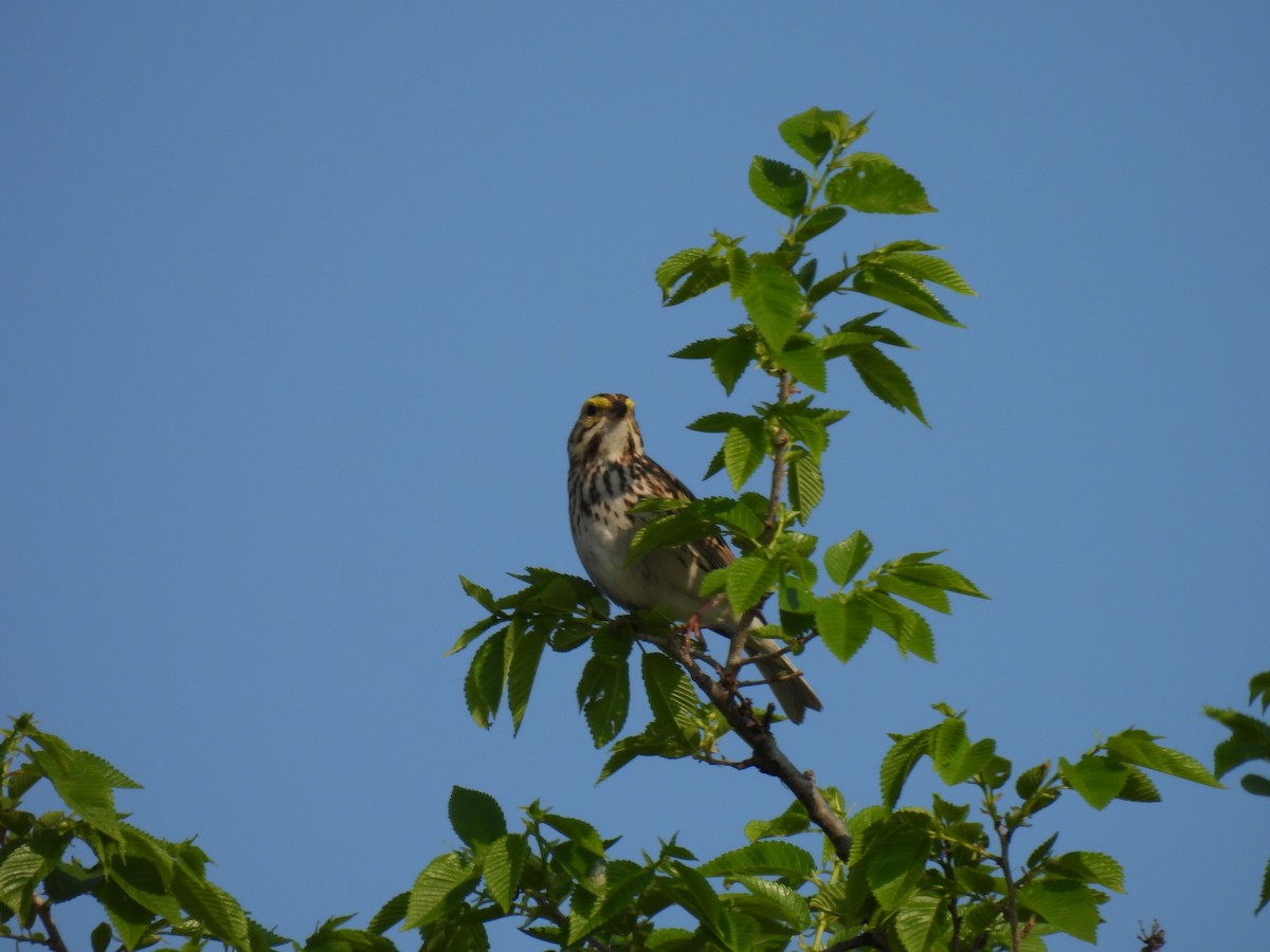 Savannah Sparrow - ML619105203