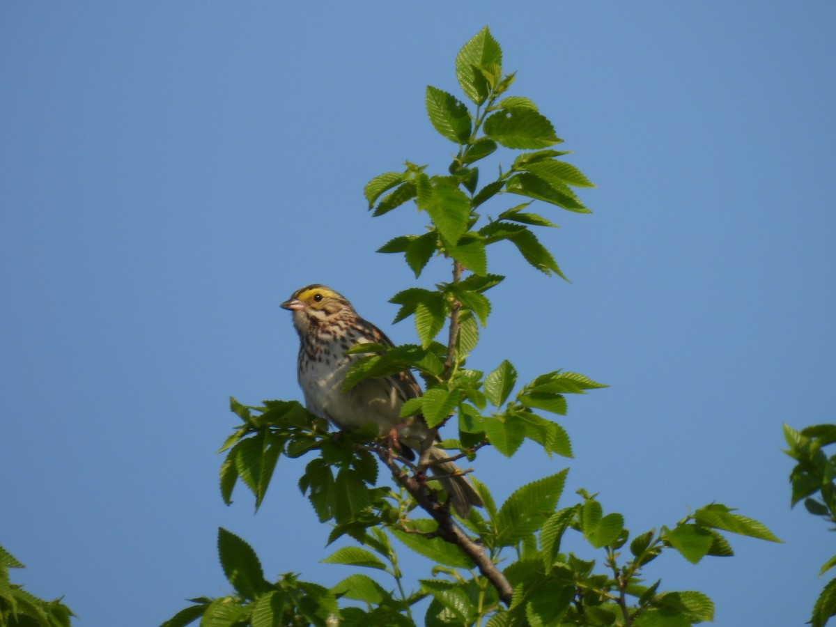 Savannah Sparrow - ML619105215