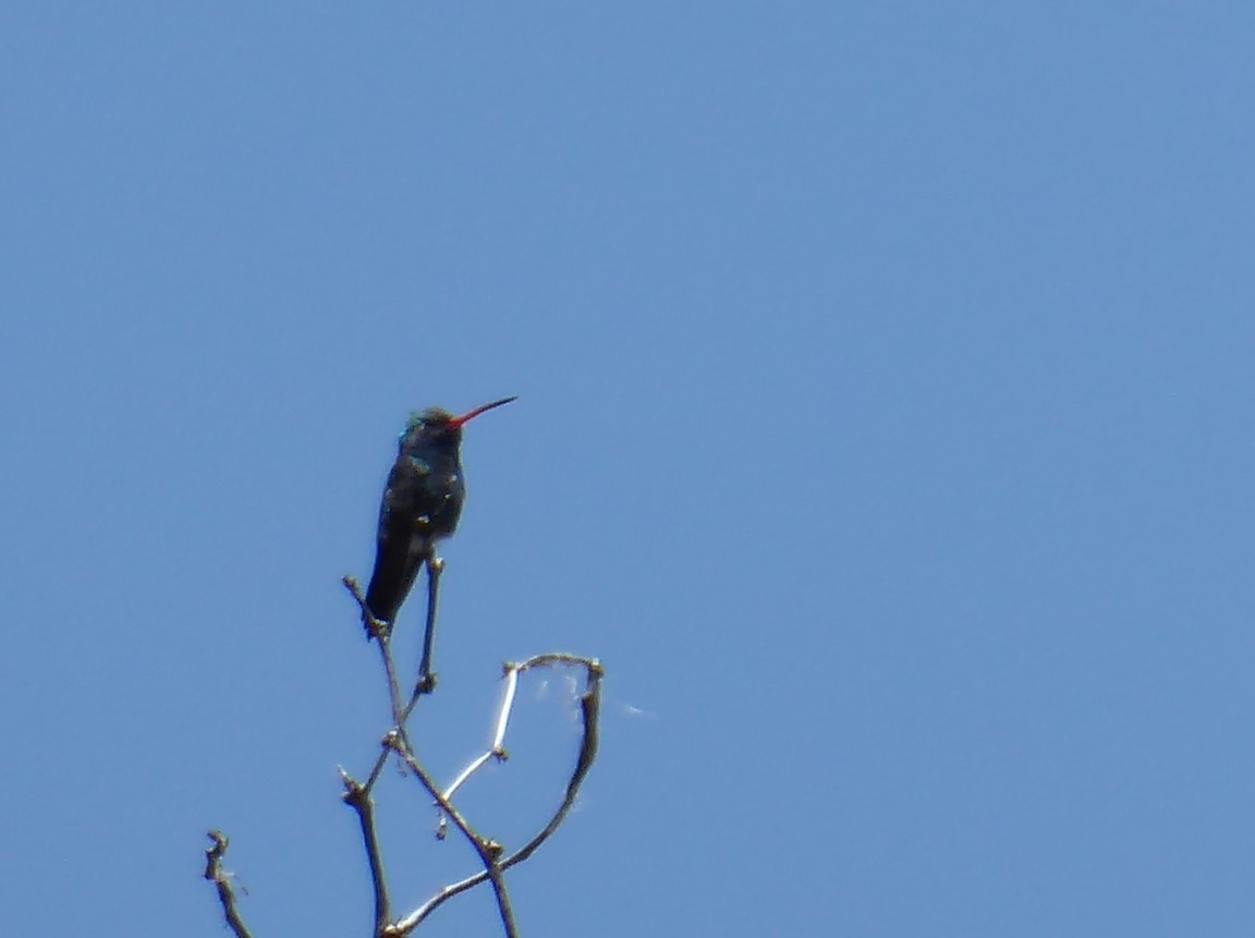Broad-billed Hummingbird - ML619105221
