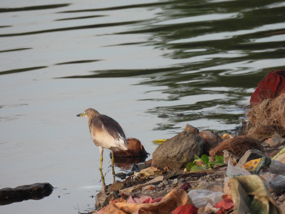 Indian Pond-Heron - ML619105282