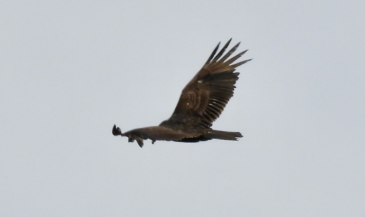 Turkey Vulture - ML619105359