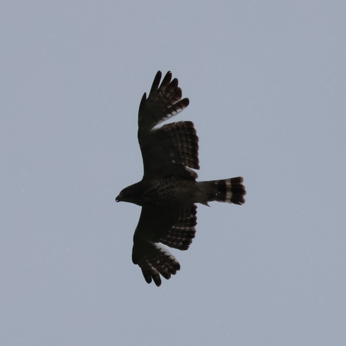 Broad-winged Hawk - ML619105360