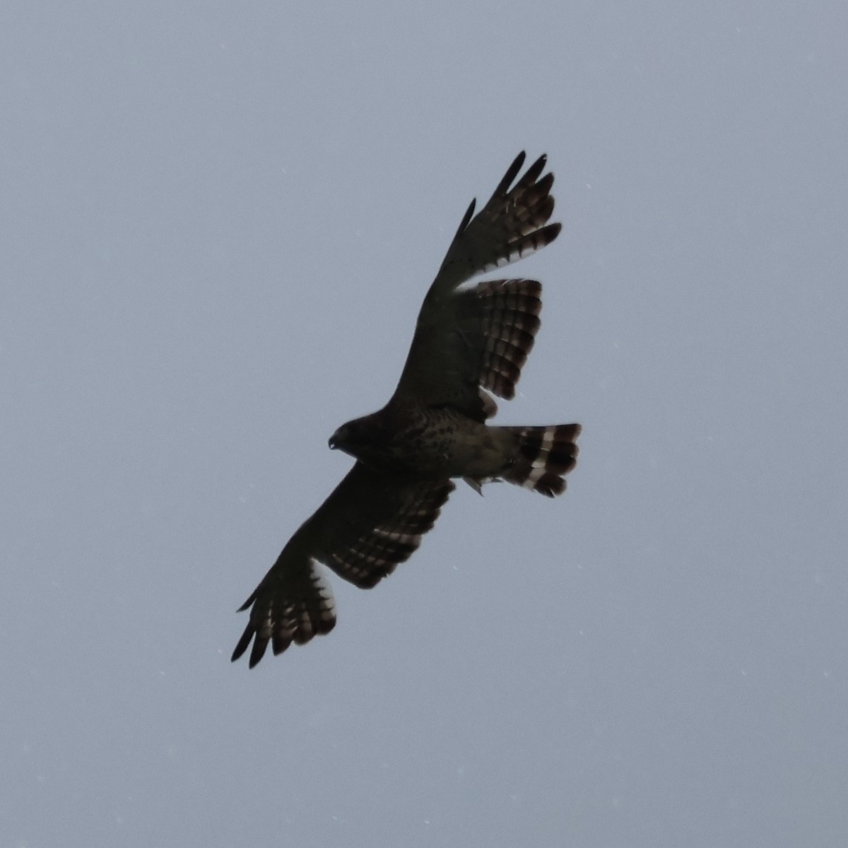 Broad-winged Hawk - ML619105361