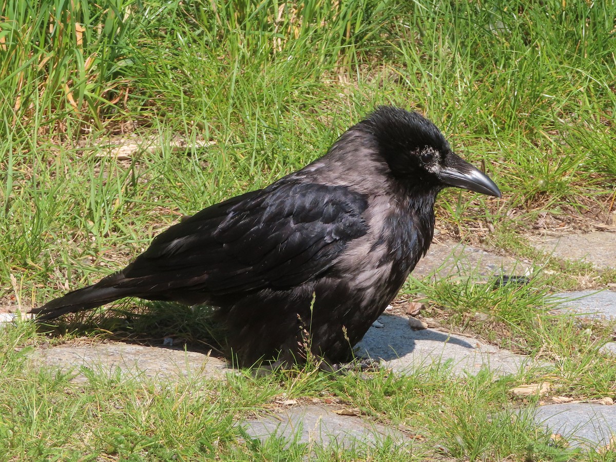 Carrion x Hooded Crow (hybrid) - ML619105384