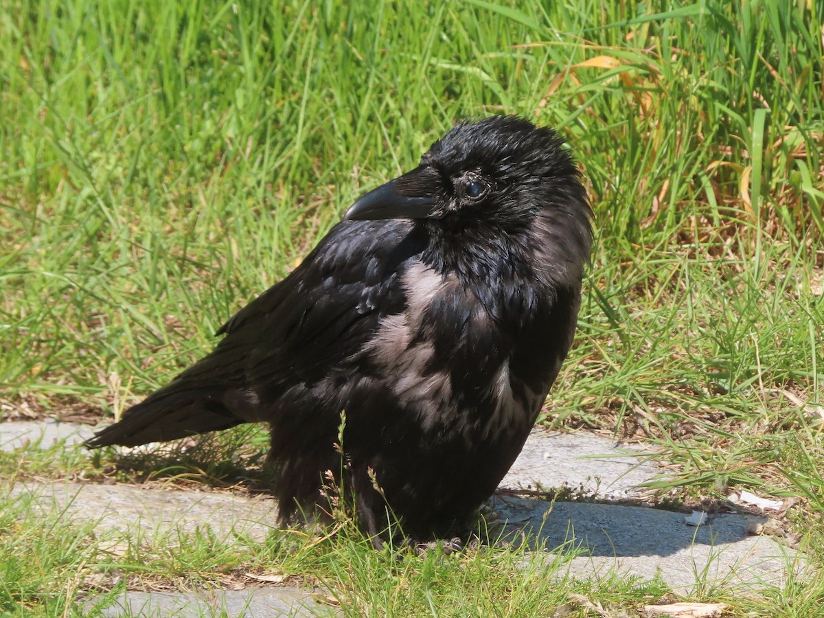 Carrion x Hooded Crow (hybrid) - ML619105385