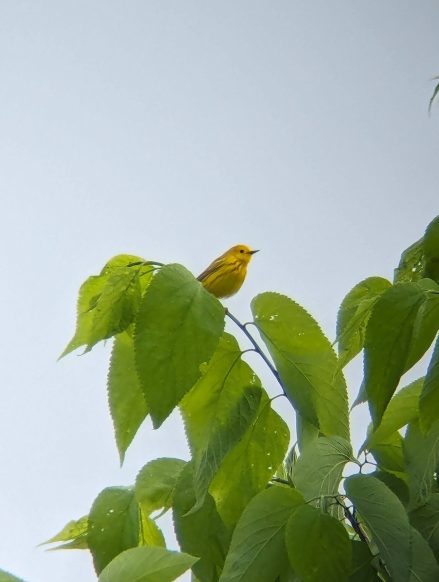Yellow Warbler - ML619105417