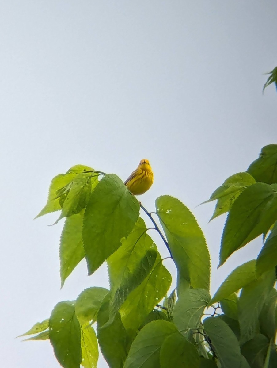 Yellow Warbler - ML619105418
