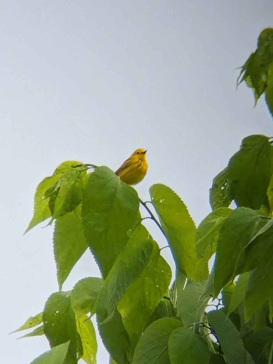 Yellow Warbler - ML619105419