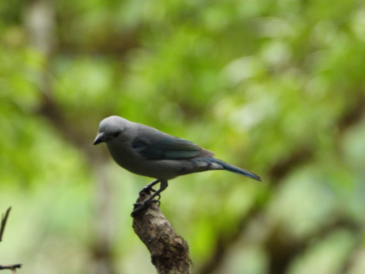 Blue-gray Tanager - ML619105427