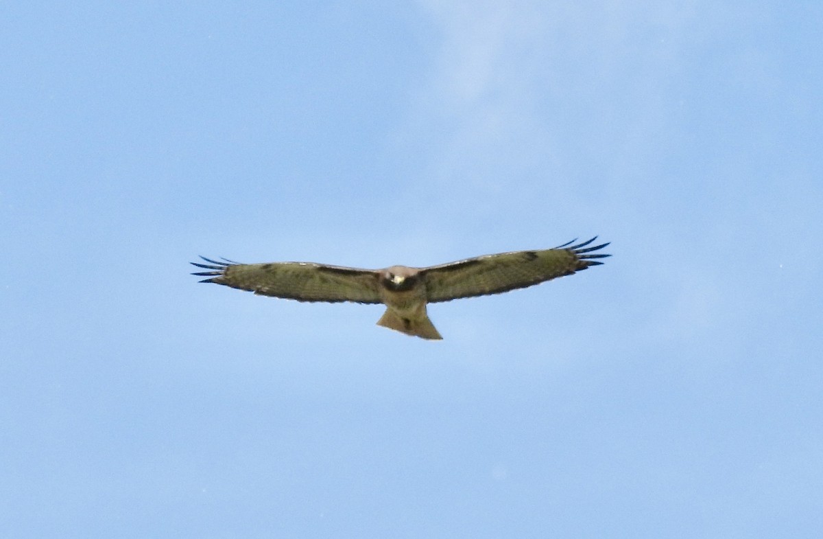 Red-tailed Hawk - ML619105434