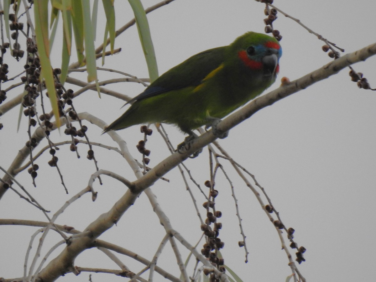 Double-eyed Fig-Parrot - ML619105470