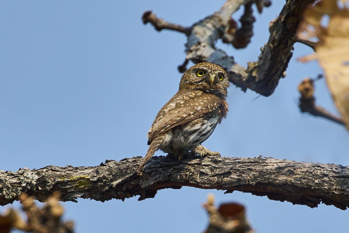 Northern Pygmy-Owl (Mountain) - ML619105515
