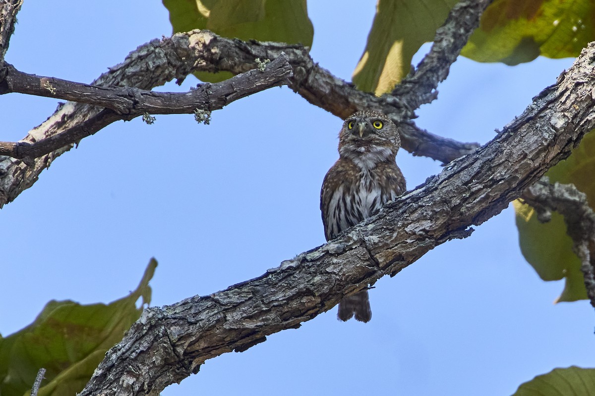 Northern Pygmy-Owl (Mountain) - ML619105516