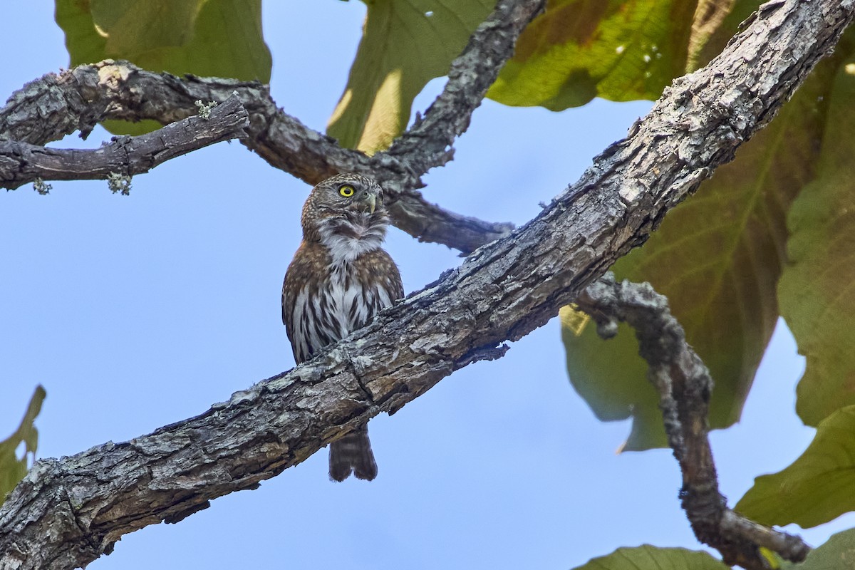 Northern Pygmy-Owl (Mountain) - ML619105517