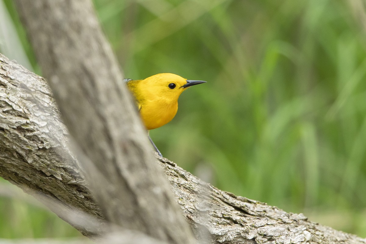 Prothonotary Warbler - ML619105538