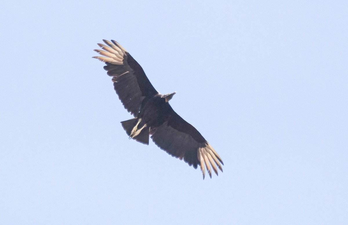 Black Vulture - ML619105593
