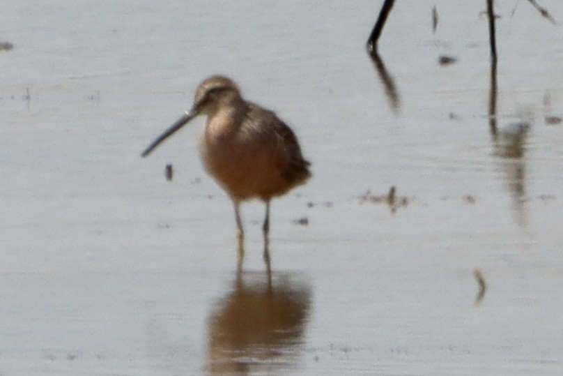 Long-billed Dowitcher - ML619105625