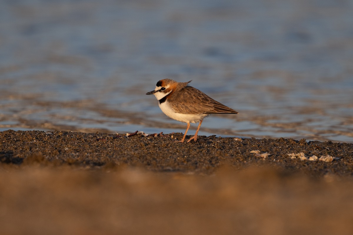 Collared Plover - ML619105662