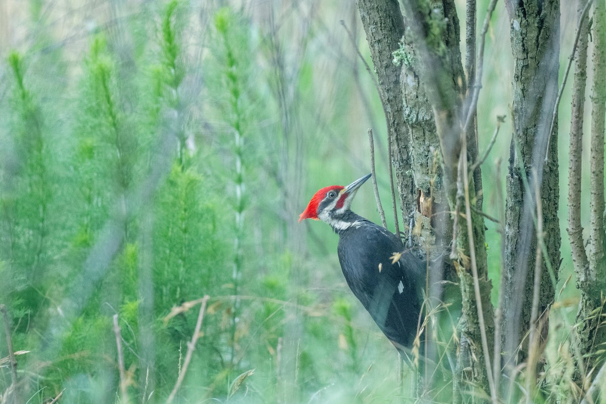 Pileated Woodpecker - ML619105688