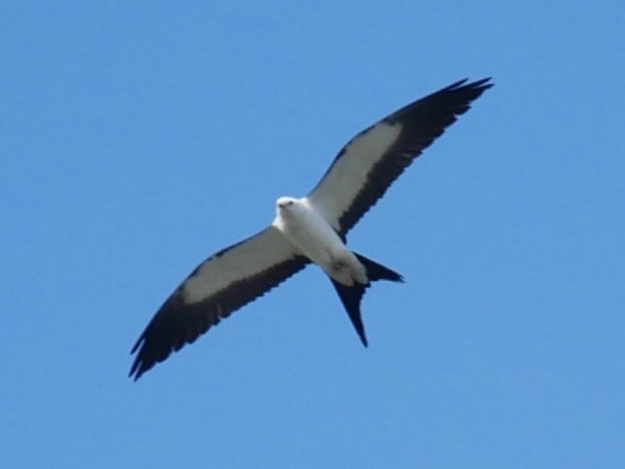 Swallow-tailed Kite - ML619105699