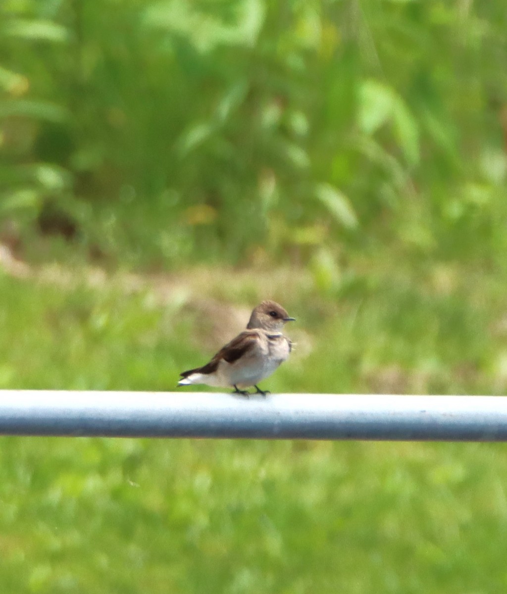 Northern Rough-winged Swallow - ML619105715