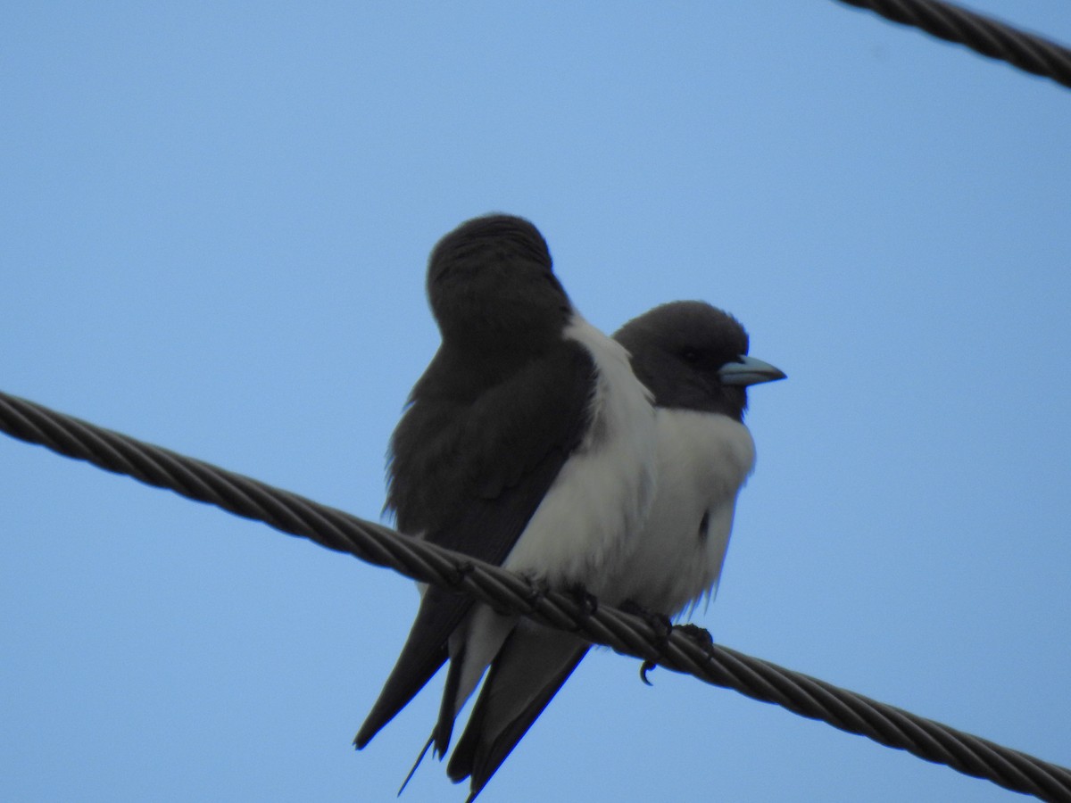 White-breasted Woodswallow - ML619105771