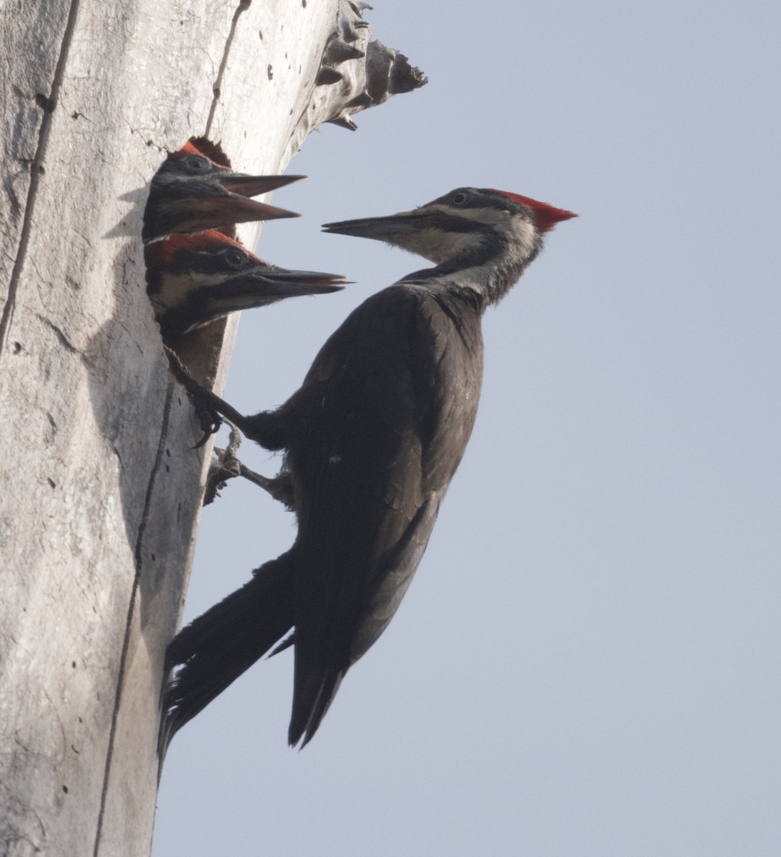 Pileated Woodpecker - ML619105784