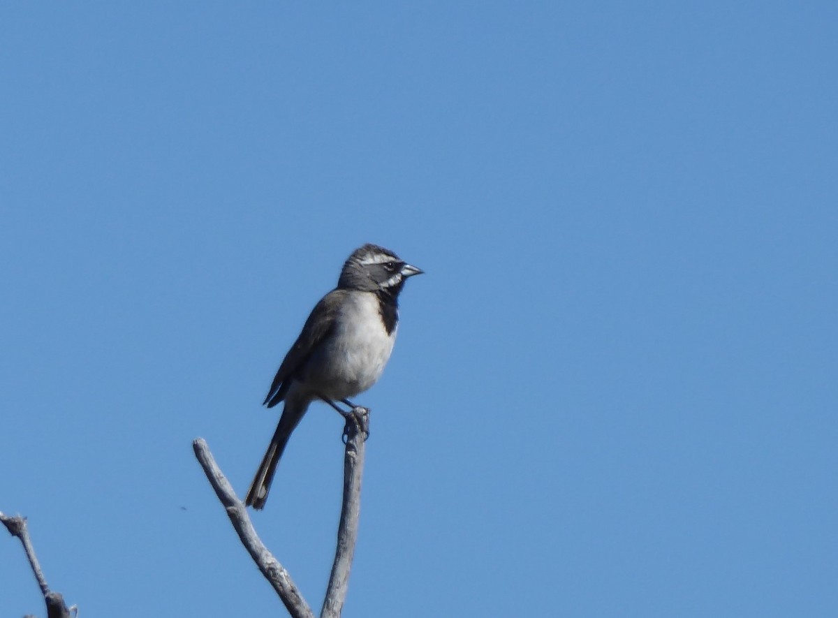 Black-throated Sparrow - ML619105799