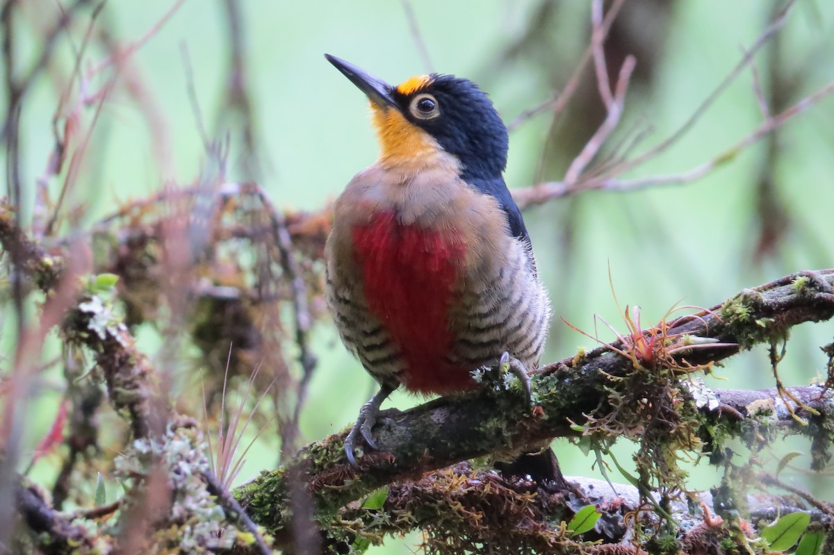 Yellow-fronted Woodpecker - ML619105802