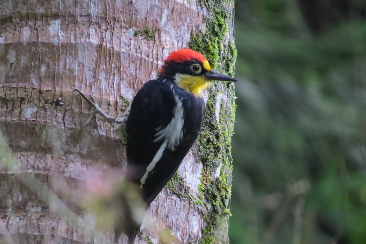 Yellow-fronted Woodpecker - ML619105803