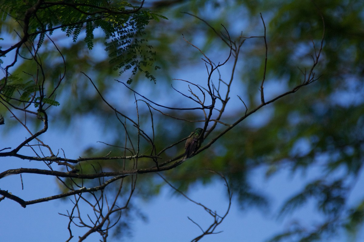 kolibřík zelenobřichý - ML619105808