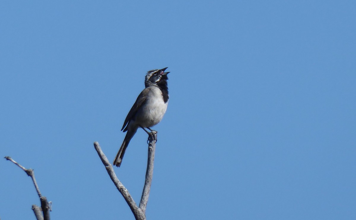 Black-throated Sparrow - ML619105816